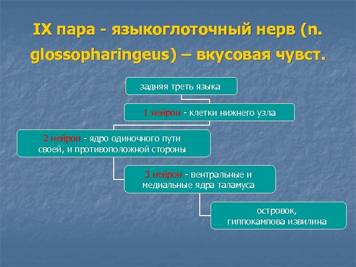 IX пара - языкоглоточный нерв (n. glossopharingeus) – вкусовая чувст. задняя треть языка 1