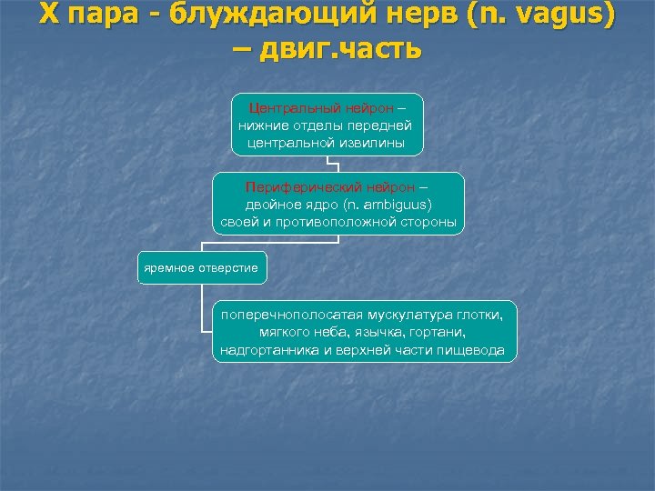 Х пара - блуждающий нерв (n. vagus) – двиг. часть Центральный нейрон – нижние