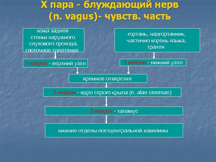 Х пара - блуждающий нерв (n. vagus)- чувств. часть кожа задней стенки наружного слухового