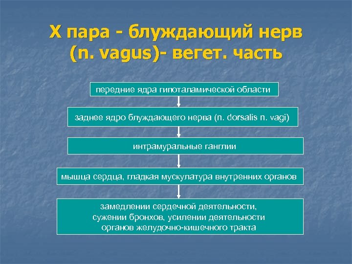 Х пара - блуждающий нерв (n. vagus)- вегет. часть передние ядра гипоталамической области заднее