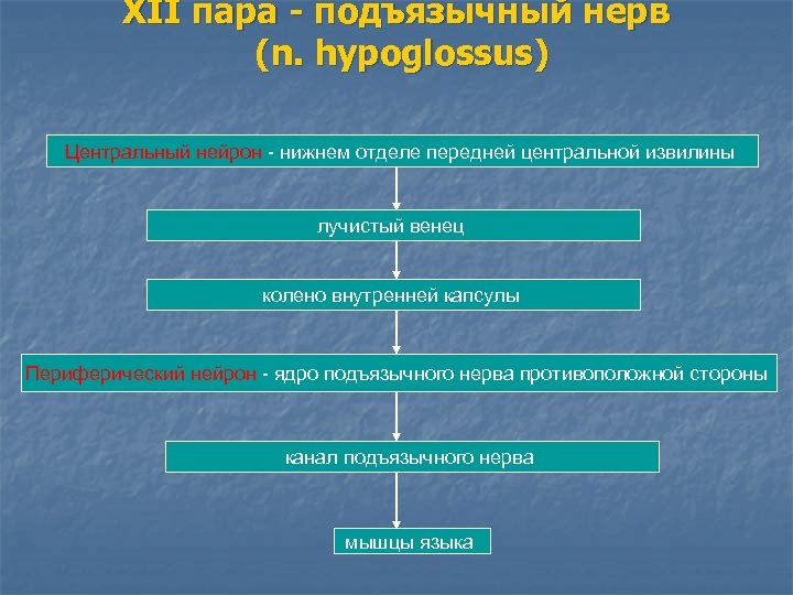 XII пара - подъязычный нерв (n. hypoglossus) Центральный нейрон - нижнем отделе передней центральной