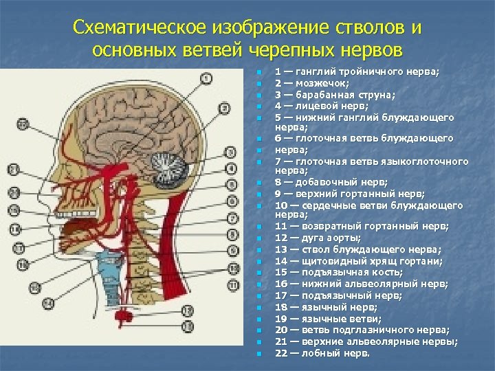 Схематическое изображение стволов и основных ветвей черепных нервов n n n n n n