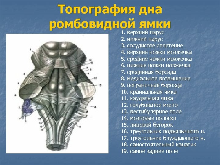 Топография дна ромбовидной ямки 1. верхний парус 2. нижний парус 3. сосудистое сплетение 4.