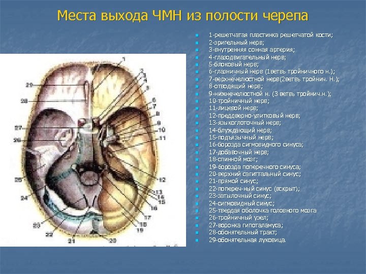 Места выхода ЧМН из полости черепа n n n n n n n n