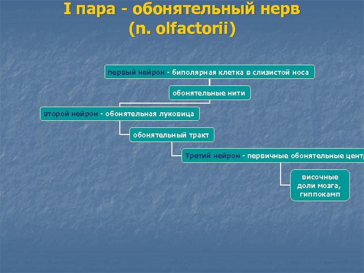 I пара - обонятельный нерв (n. olfactorii) первый нейрон - биполярная клетка в слизистой
