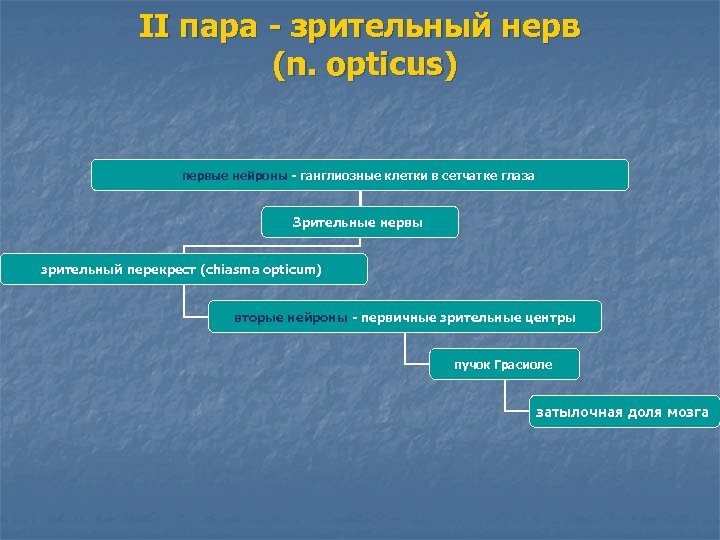 II пара - зрительный нерв (n. opticus) первые нейроны - ганглиозные клетки в сетчатке