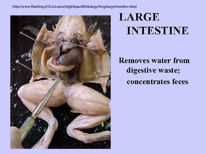 http: //www. flushing. k 12. mi. us/srhigh/tippettl/biology/frog/largeintestine. html LARGE INTESTINE Removes water from digestive