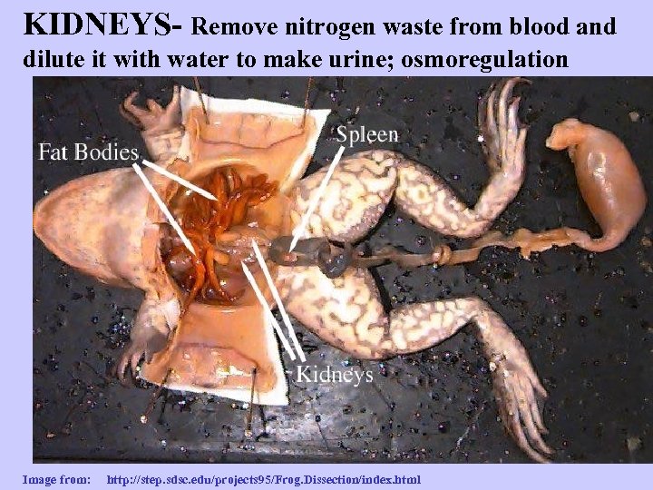 KIDNEYS- Remove nitrogen waste from blood and dilute it with water to make urine;