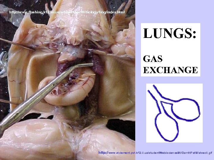 http: //www. flushing. k 12. mi. us/srhigh/tippettl/biology/frog/index. html LUNGS: GAS EXCHANGE http: //www. stclement.