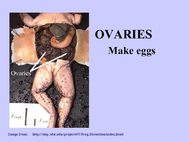 OVARIES Make eggs Image from: http: //step. sdsc. edu/projects 95/Frog. Dissection/index. html 