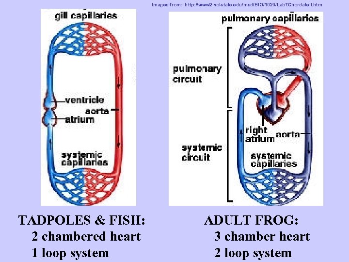 Images from: http: //www 2. volstate. edu/msd/BIO/1020/Lab 7 Chordate. II. htm TADPOLES & FISH: