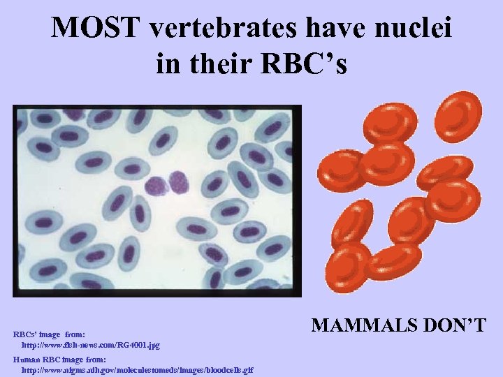 MOST vertebrates have nuclei in their RBC’s RBCs’ image from: http: //www. fish-news. com/RG