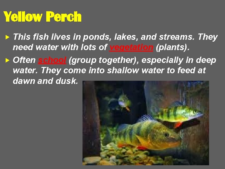 Yellow Perch This fish lives in ponds, lakes, and streams. They need water with