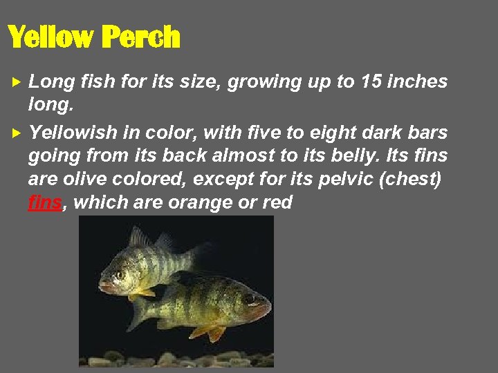 Yellow Perch Long fish for its size, growing up to 15 inches long. Yellowish