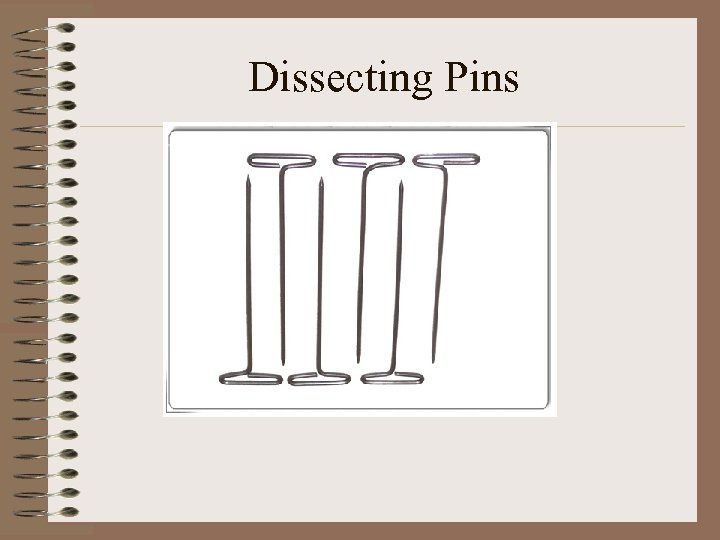 Dissecting Pins 