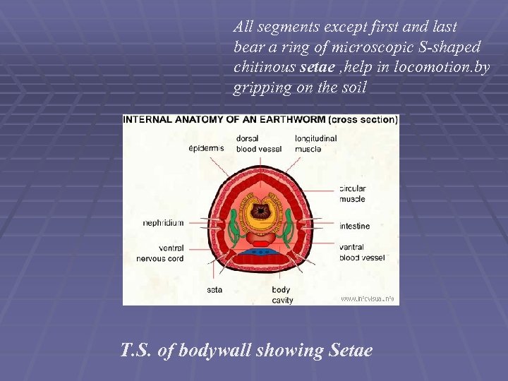 All segments except first and last bear a ring of microscopic S-shaped chitinous setae