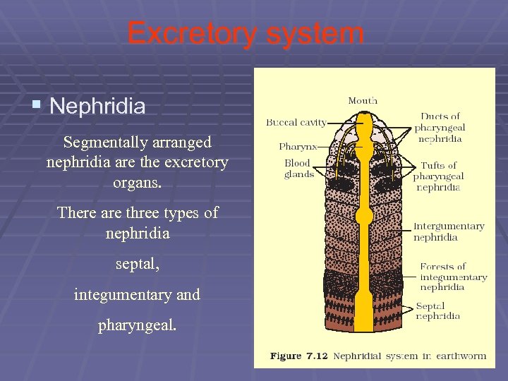 Excretory system § Nephridia Segmentally arranged nephridia are the excretory organs. There are three