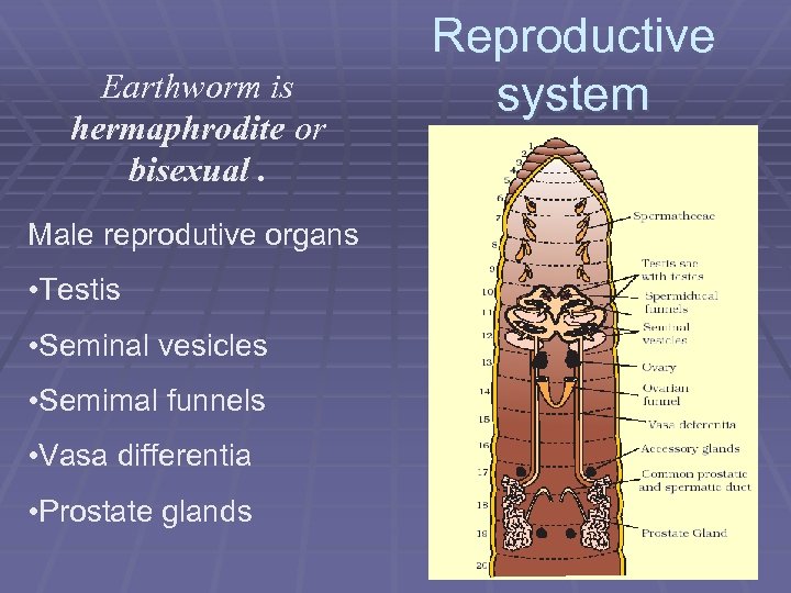 Earthworm is hermaphrodite or bisexual. Male reprodutive organs • Testis • Seminal vesicles •