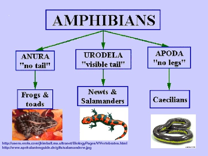 http: //users. erols. com/jkimball. ma. ultranet/Biology. Pages/V/Vertebrates. html http: //www. spekulantenguide. de/gifs/salamanderw. jpg 