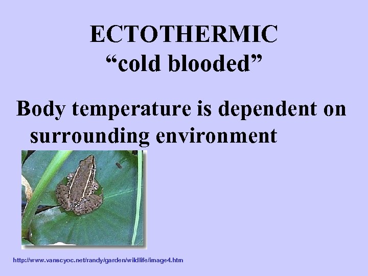 ECTOTHERMIC “cold blooded” Body temperature is dependent on surrounding environment http: //www. vanscyoc. net/randy/garden/wildlife/image