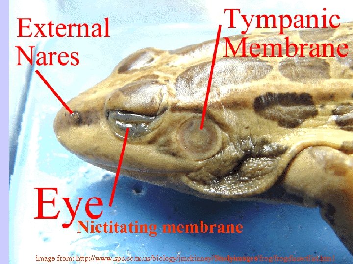Nictitating membrane image from: http: //www. spc. cc. tx. us/biology/jmckinney/Studyimages/frogdissectlist. html 