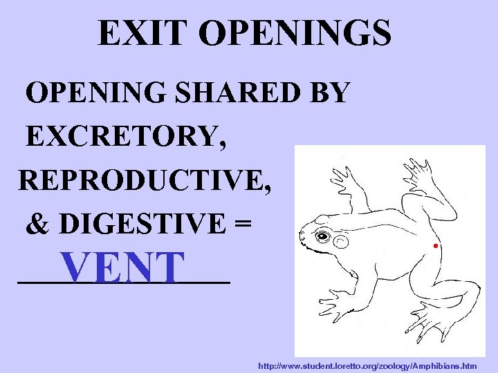 EXIT OPENINGS OPENING SHARED BY EXCRETORY, REPRODUCTIVE, & DIGESTIVE = _______ VENT http: //www.