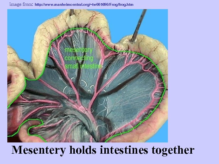 image from: http: //www. manheimcentral. org/~tw 005690/Frog/frog. htm Mesentery holds intestines together 