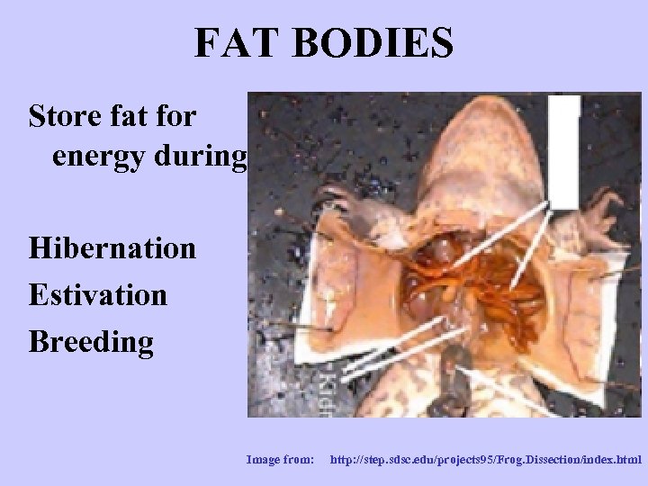 FAT BODIES Store fat for energy during Hibernation Estivation Breeding Image from: http: //step.