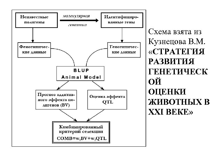 Схема взята из Кузнецова В. М. «СТРАТЕГИЯ РАЗВИТИЯ ГЕНЕТИЧЕСК ОЙ ОЦЕНКИ ЖИВОТНЫХ В XXI