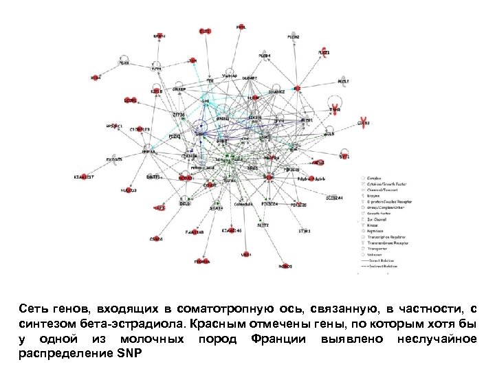 Сеть генов, входящих в соматотропную ось, связанную, в частности, с синтезом бета-эстрадиола. Красным отмечены
