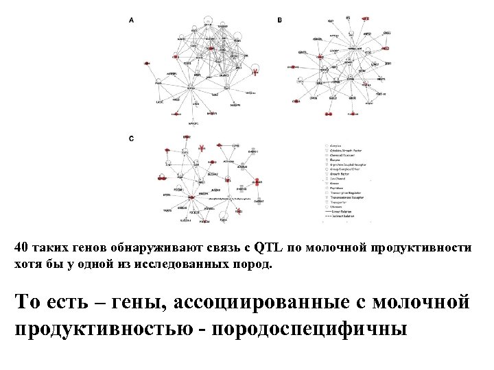 40 таких генов обнаруживают связь с QTL по молочной продуктивности хотя бы у одной