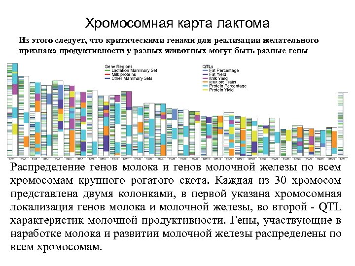 Хромосомная карта лактома Из этого следует, что критическими генами для реализации желательного признака продуктивности