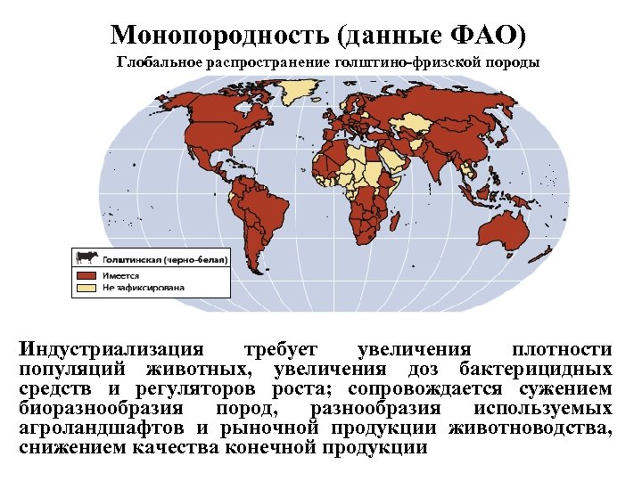 Монопородность (данные ФАО) Глобальное распространение голштино-фризской породы Индустриализация требует увеличения плотности популяций животных, увеличения