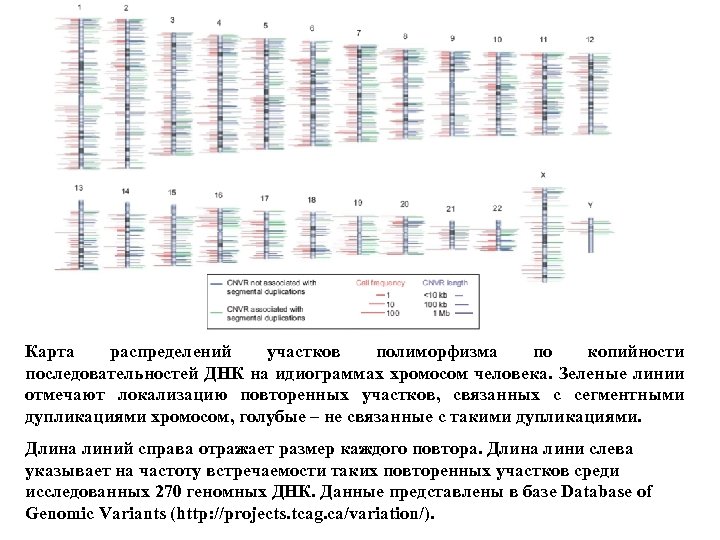Карта распределений участков полиморфизма по копийности последовательностей ДНК на идиограммах хромосом человека. Зеленые линии