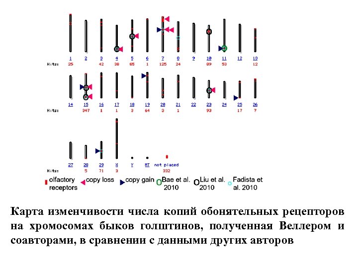 Карта изменчивости числа копий обонятельных рецепторов на хромосомах быков голштинов, полученная Веллером и соавторами,