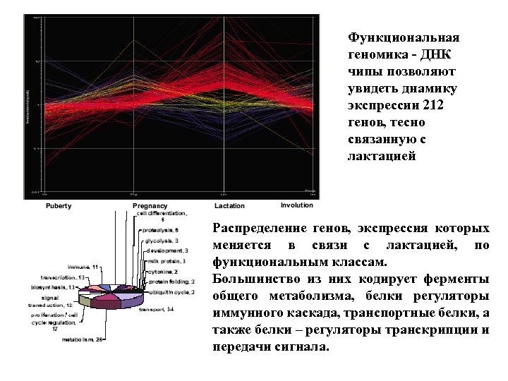 Функциональная геномика - ДНК чипы позволяют увидеть днамику экспрессии 212 генов, тесно связанную с
