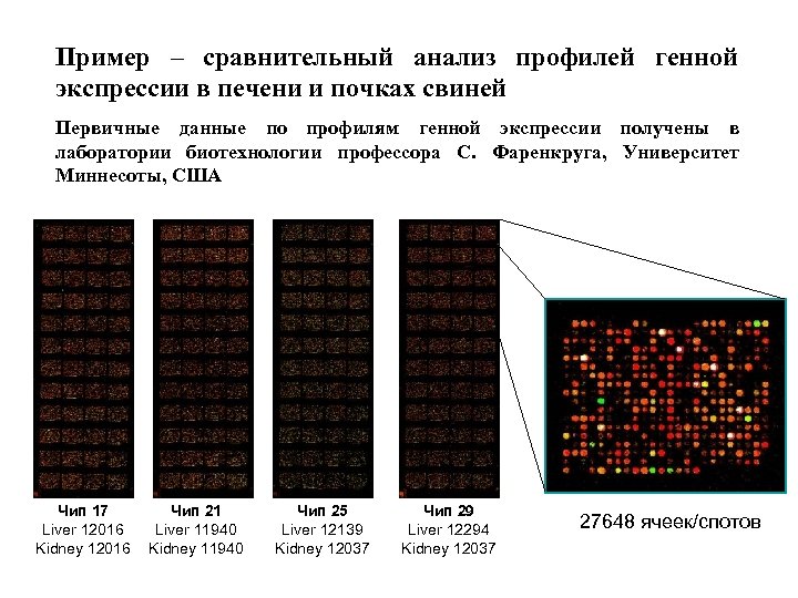 Пример – сравнительный анализ профилей генной экспрессии в печени и почках свиней Первичные данные