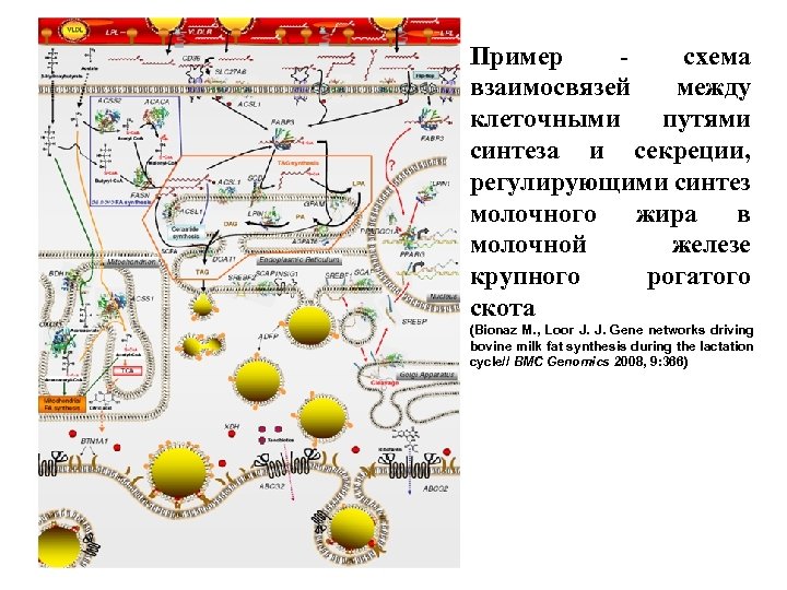Пример - схема взаимосвязей между клеточными путями синтеза и секреции, регулирующими синтез молочного жира