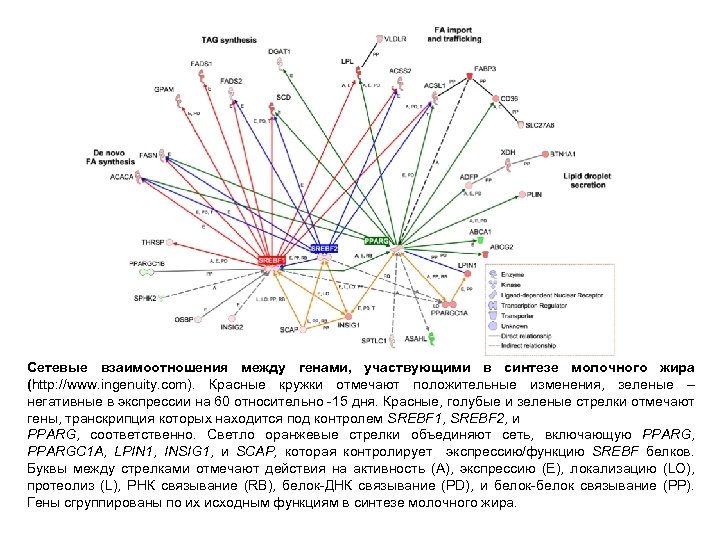Сетевые взаимоотношения между генами, участвующими в синтезе молочного жира (http: //www. ingenuity. com). Красные