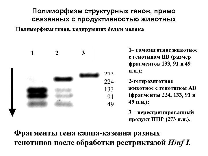 Полиморфизм структурных генов, прямо связанных с продуктивностью животных Полиморфизм генов, кодирующих белки молока 1–