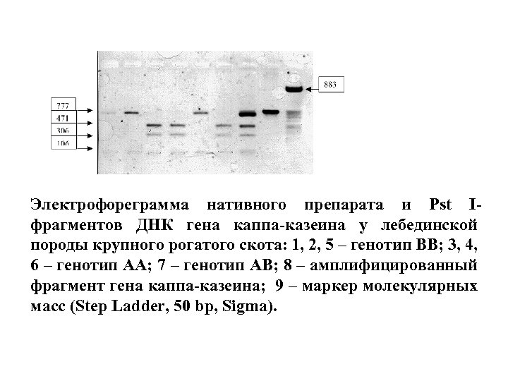 Электрофореграмма нативного препарата и Pst Iфрагментов ДНК гена каппа-казеина у лебединской породы крупного рогатого