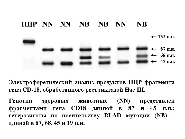 Фрагмент гена. Электрофоретический анализ. Рестриктазный анализ. Номенклатура рестриктаз. Рестриктаза Hae III.