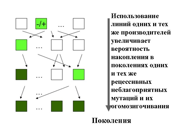 Использование линий одних и тех же производителей увеличивает вероятность накопления в поколениях одних и