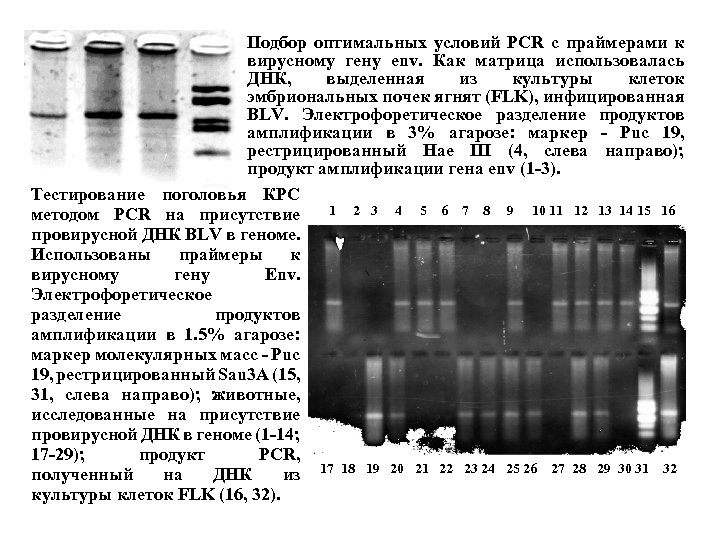 Подбор оптимальных условий PCR с праймерами к вирусному гену env. Как матрица использовалась ДНК,
