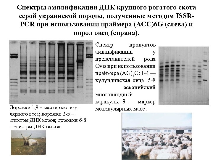 Спектры амплификации ДНК крупного рогатого скота серой украинской породы, полученные методом ISSRPCR при использовании