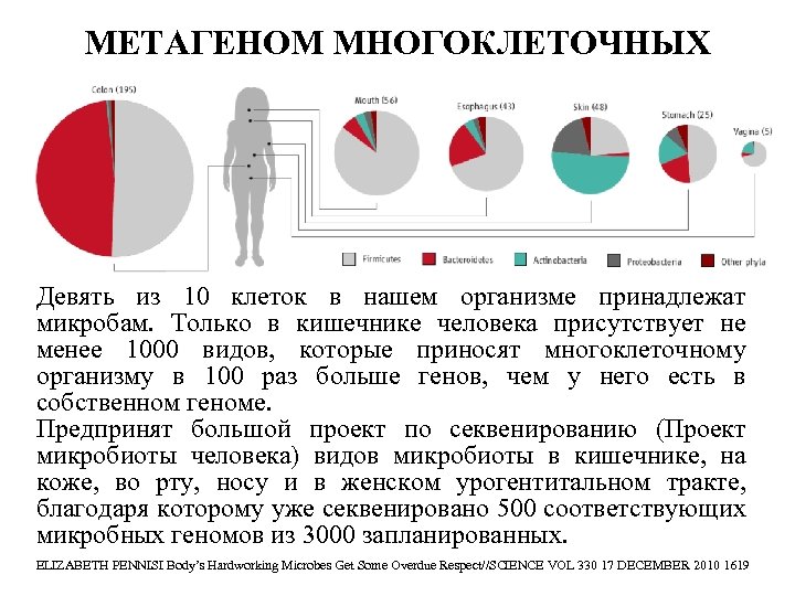 МЕТАГЕНОМ МНОГОКЛЕТОЧНЫХ Девять из 10 клеток в нашем организме принадлежат микробам. Только в кишечнике