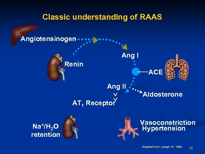 Classic understanding of RAAS Angiotensinogen Ang I Renin ACE Ang II Aldosterone AT 1