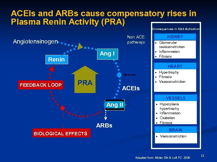 ACEIs and ARBs cause compensatory rises in Plasma Renin Activity (PRA) Consequences in RAS