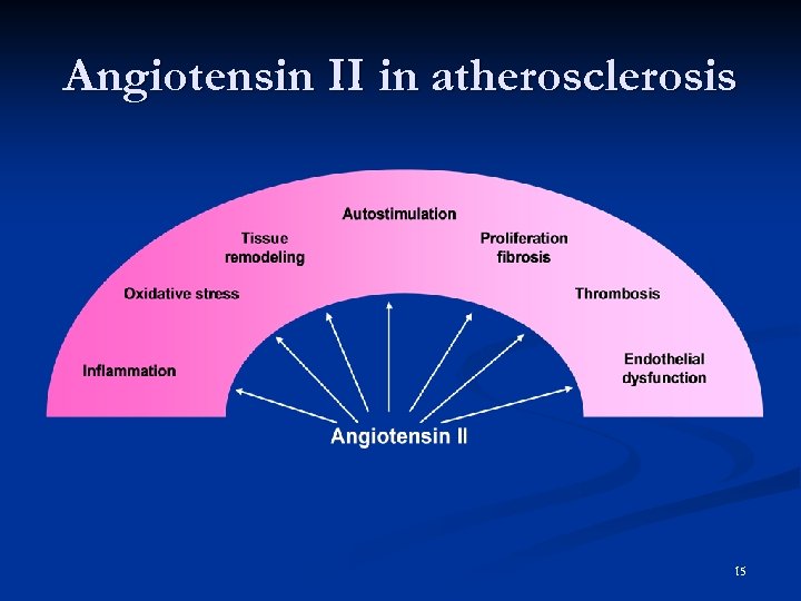 Angiotensin II in atherosclerosis 15 