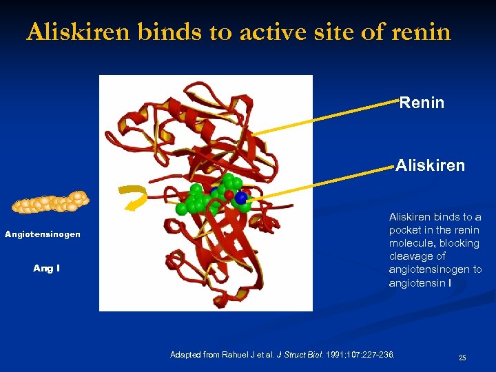 Aliskiren binds to active site of renin Renin Aliskiren Angiotensinogen Ang I Aliskiren binds